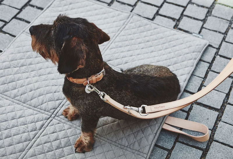 Collier en cuir pour chien Bergamo
