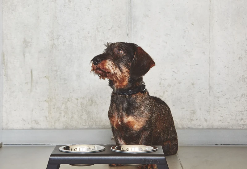 Collier en cuir pour chien Bergamo