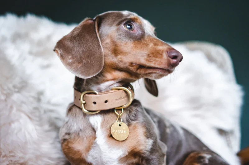 Collier pour chien en cuir Fir Band & Roll
