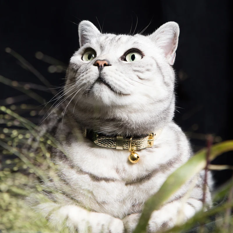 Collier pour chat en cuir Caspian