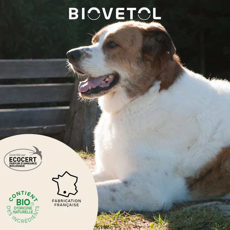 Destruct' urine chien bio