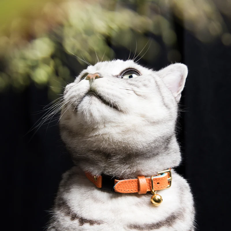 Collier pour chat en cuir Keta Caviar