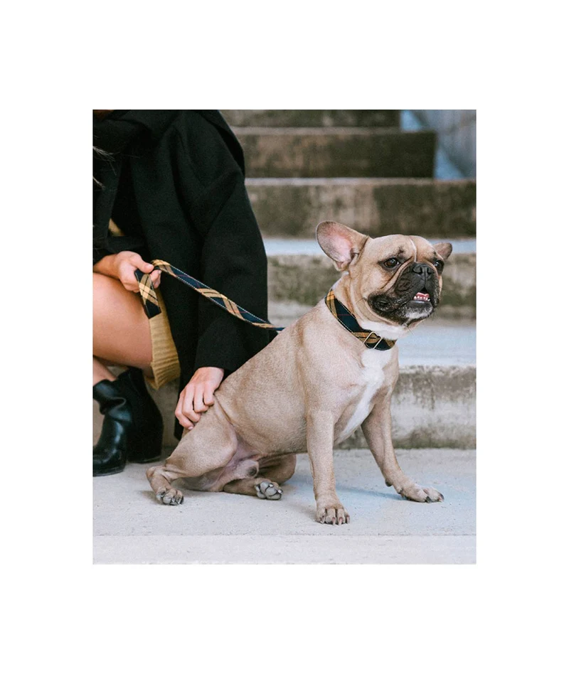 Laisse pour chien Masella écossais bleu/jaune