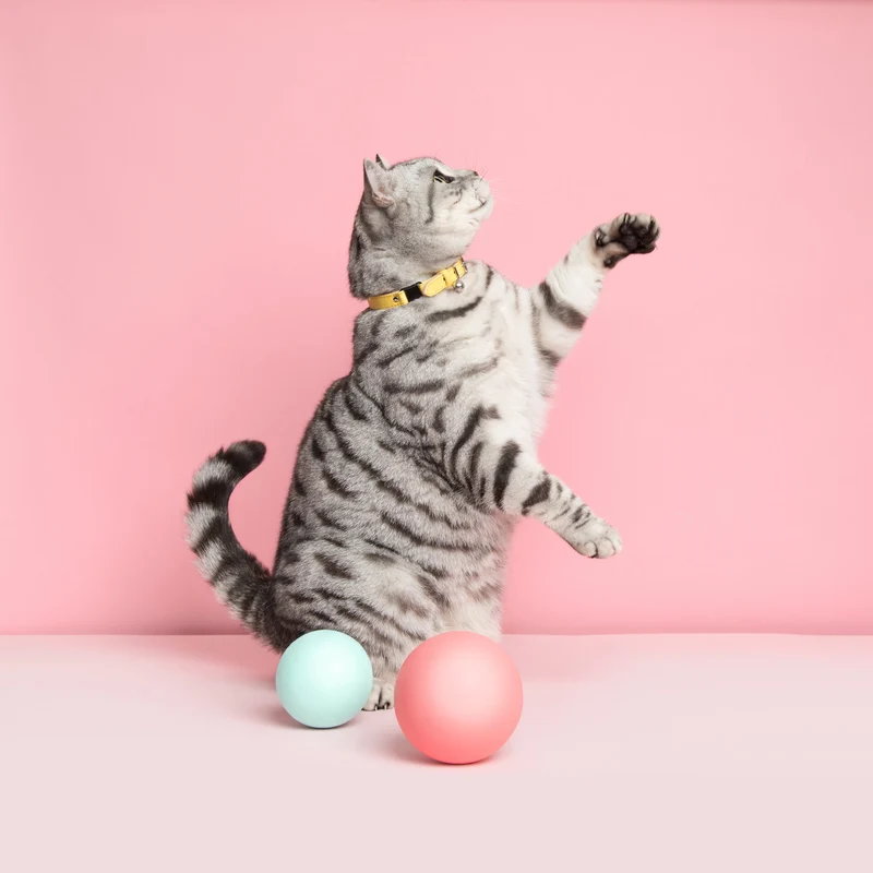 Collier pour chat Ice cream (4 couleurs)
