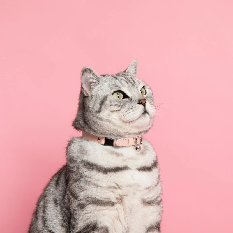 Collier pour chat Ice cream (4 couleurs)