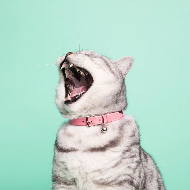 Collier pour chat Ice cream (4 couleurs)