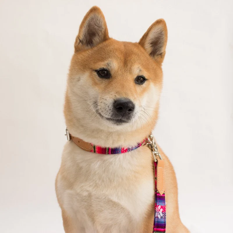 Collier pour chien cuir et tissu Inca Pink