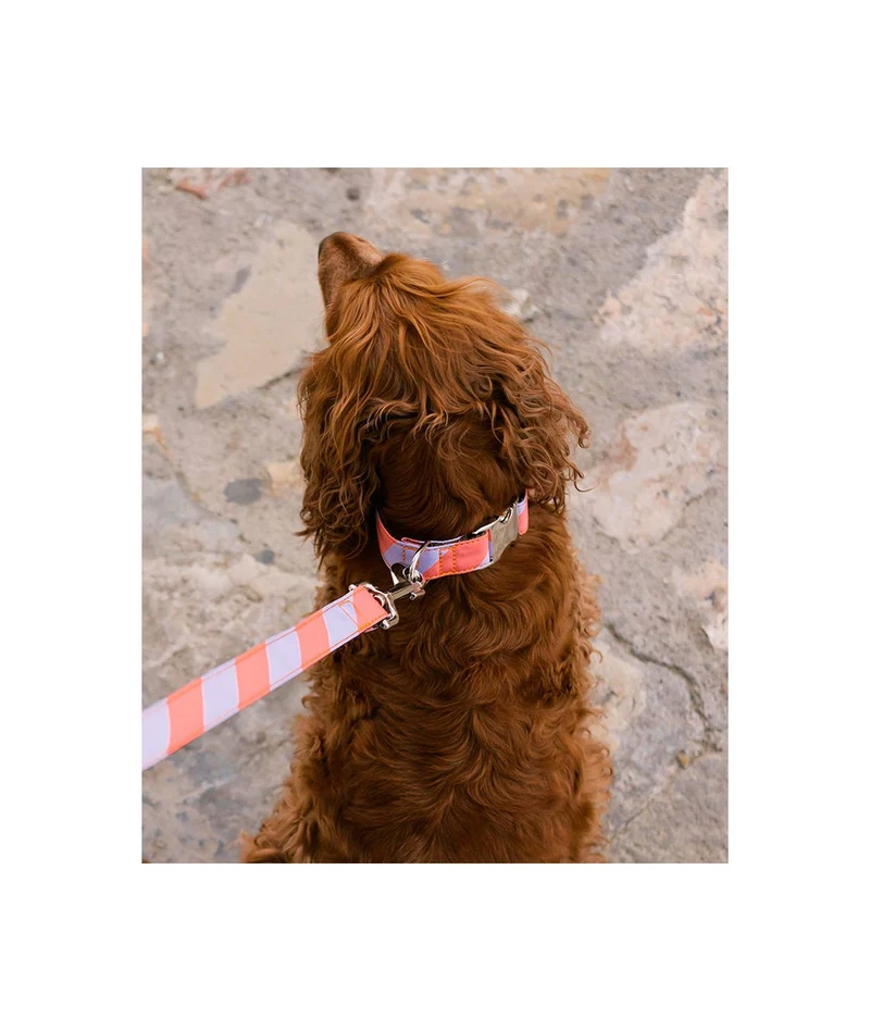 Laisse pour chien Sagaro