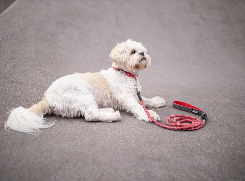 DOG COPENHAGEN - Laisse Urban Rope