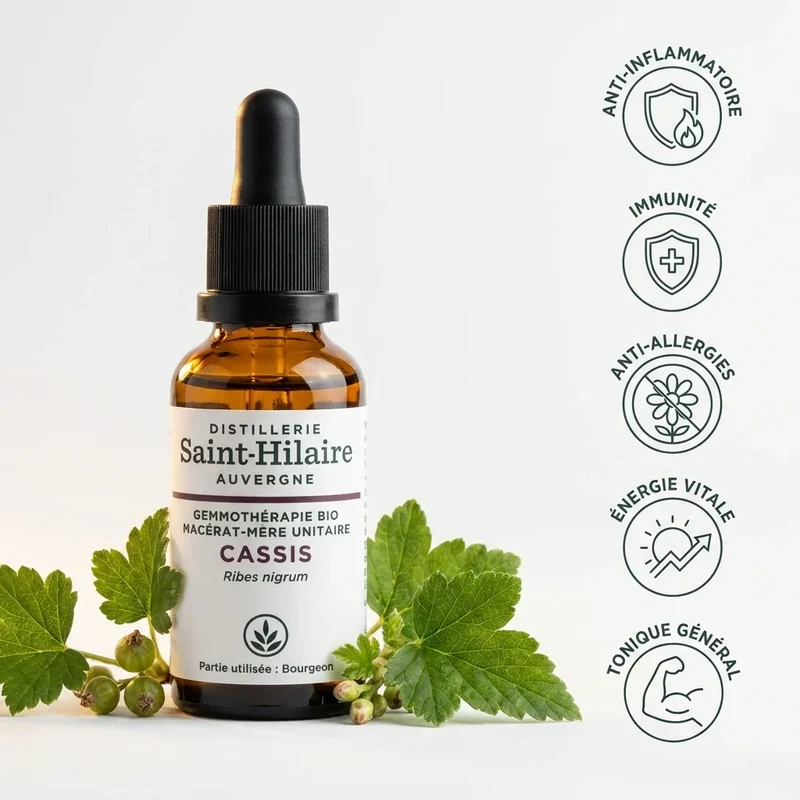 Macérât de Bourgeons de Cassis Bio - Saint Hilaire - 30ml