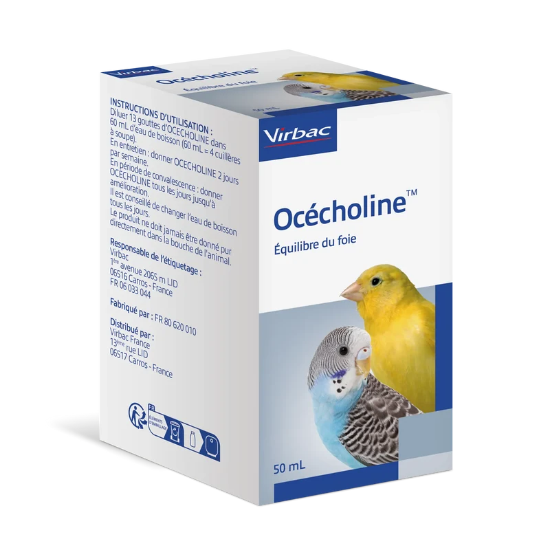 Océcholine oiseau