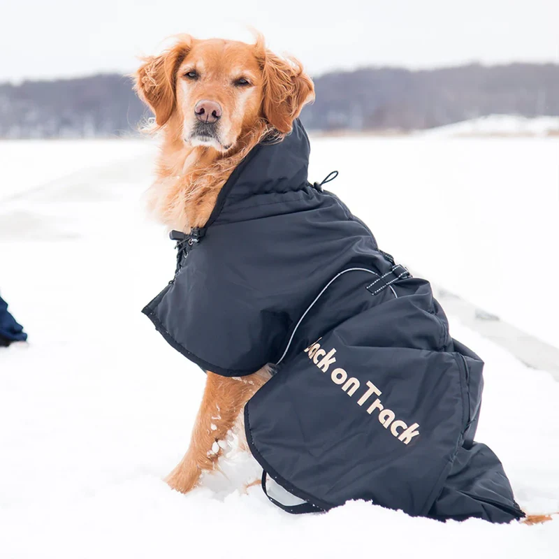 Manteau Back On Track chien
