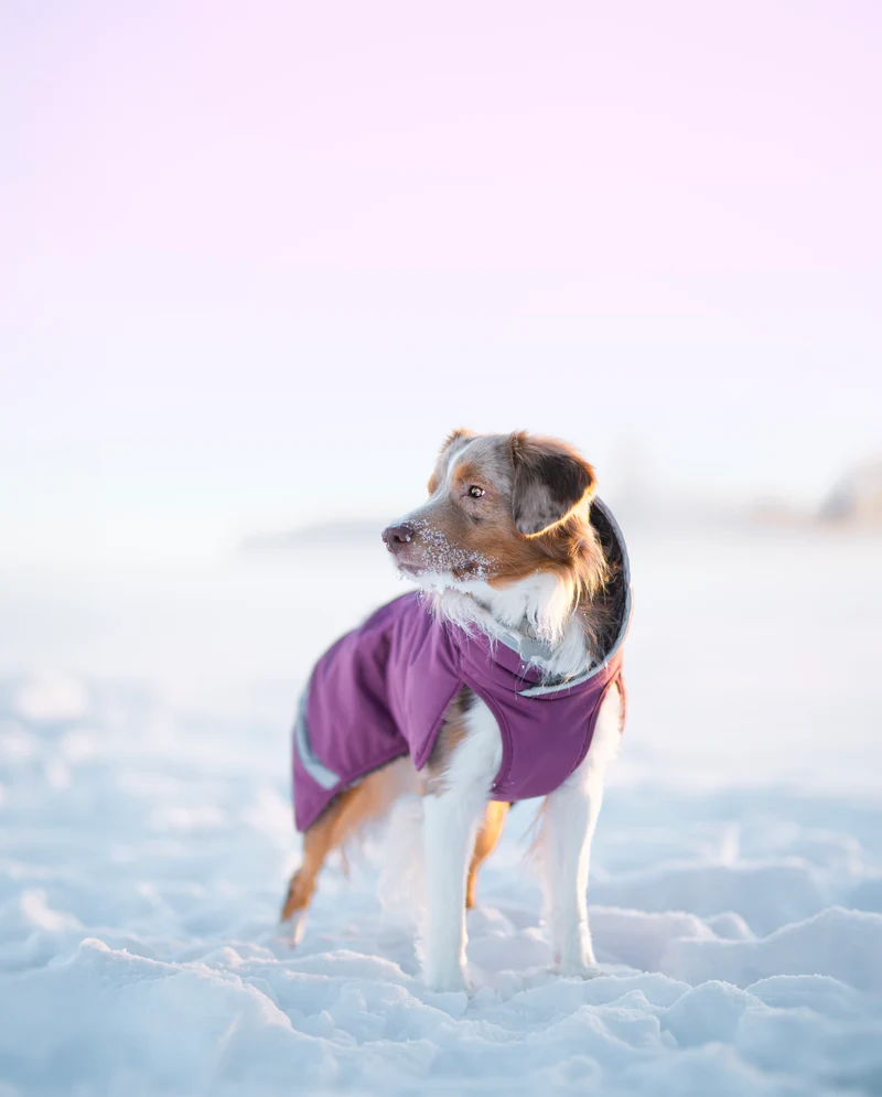Pomppa Toppa manteau imperméable doublé pour chien Plum