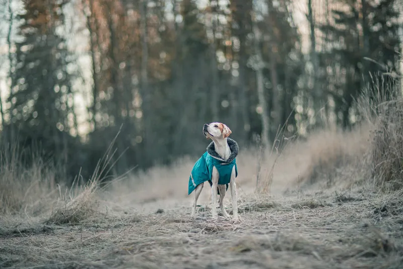 Pomppa Toppa Petrol manteau imperméable doublé chien