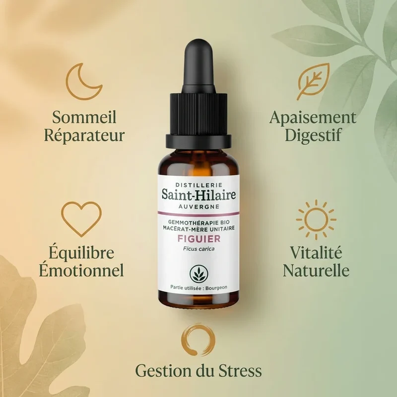 Macérat de Figuier Bio - Saint Hilaire - 30 ml