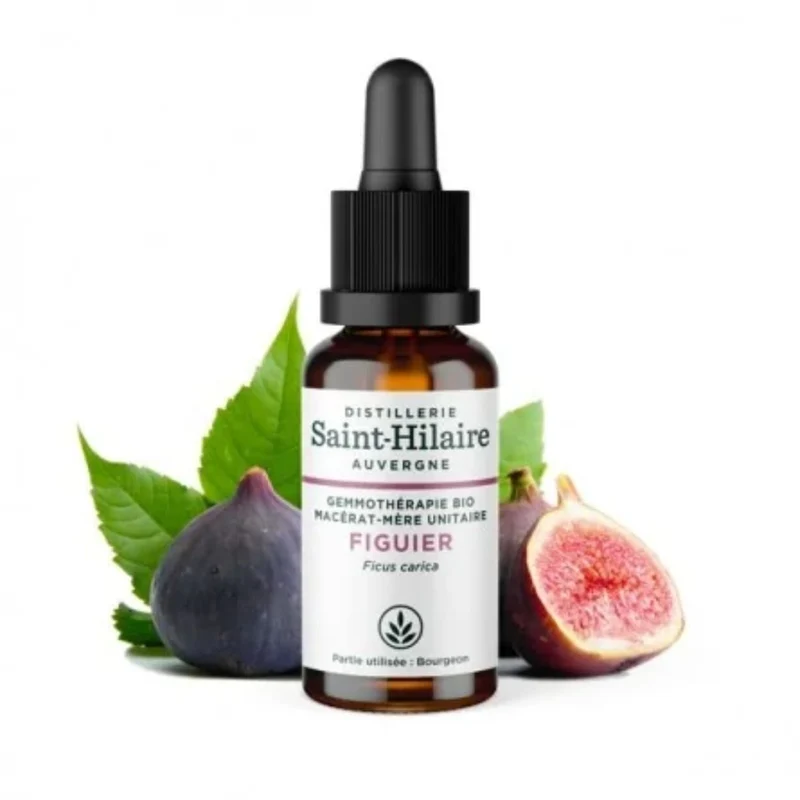 Macérat de Figuier Bio - Saint Hilaire - 30 ml