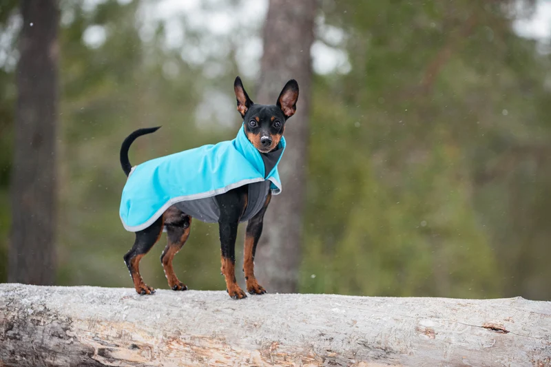Pomppa Sportti Artic manteau imperméable et chaud chien