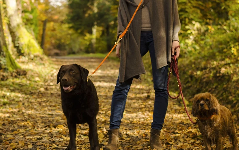 Laisse pour chien en corde réglable (11 couleurs)