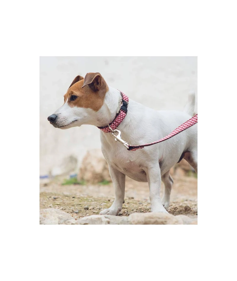 Laisse pour chien Maians