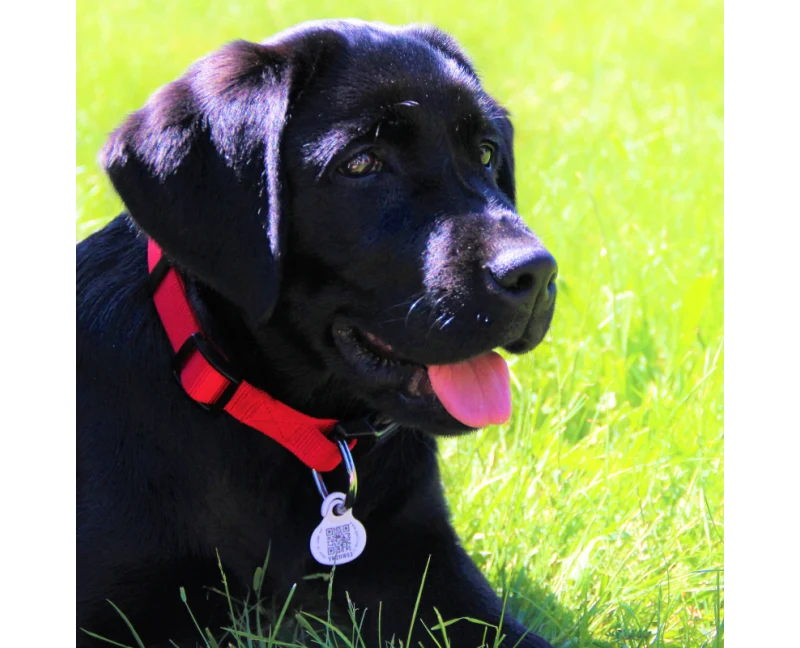 Médaille Petlink chien, chat