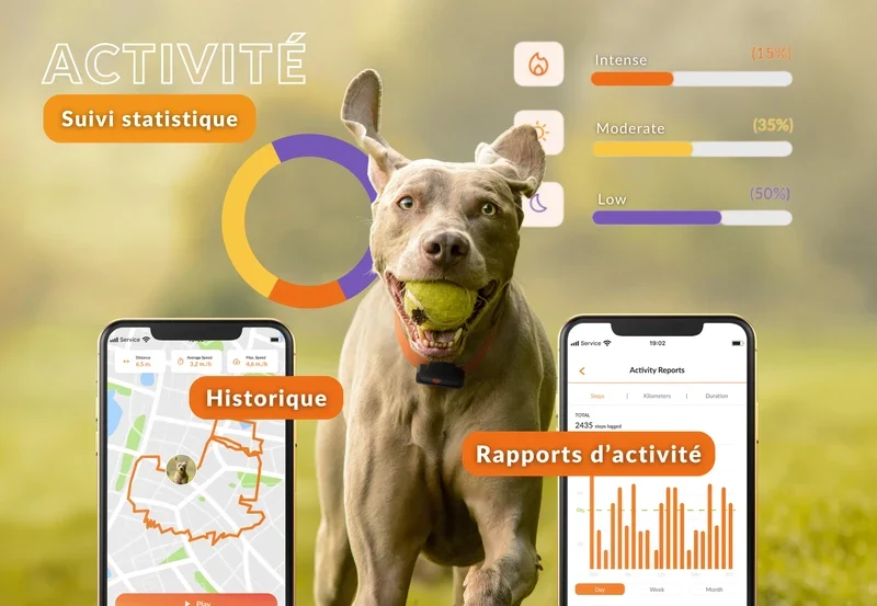 Gps Weenect Chien