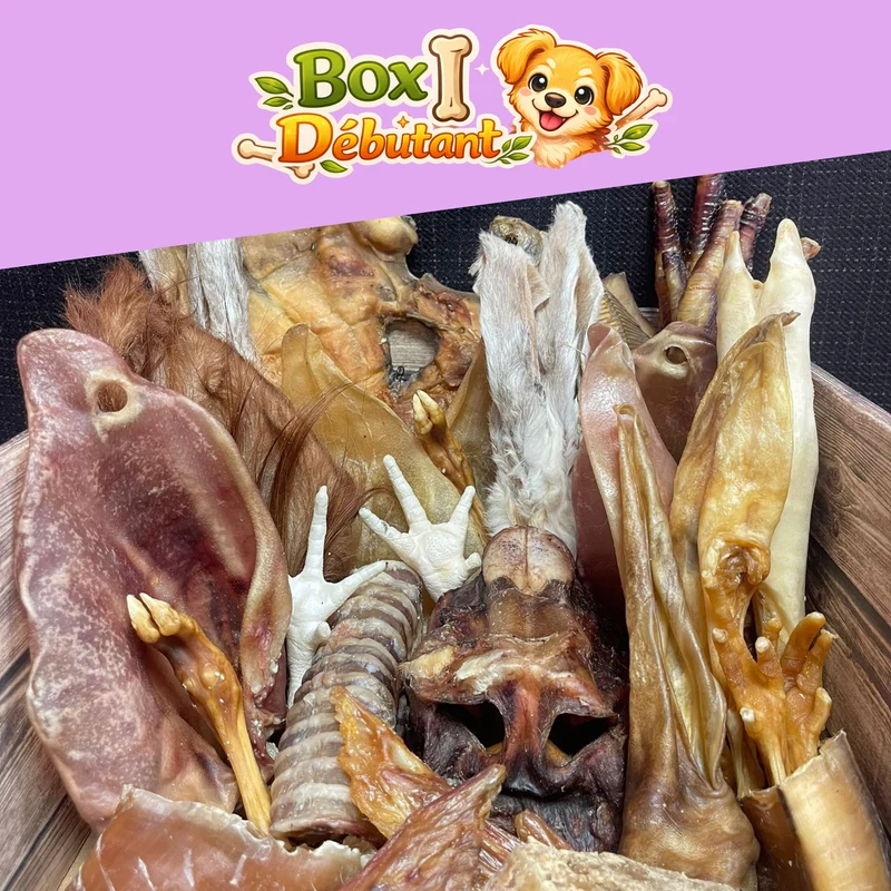 Box débutant