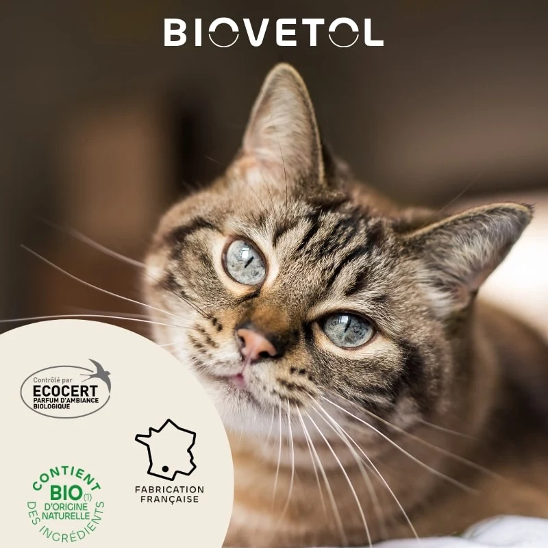 Desctr'Urine - Spray Destructeur d'odeur Urine Chat - Biovetol