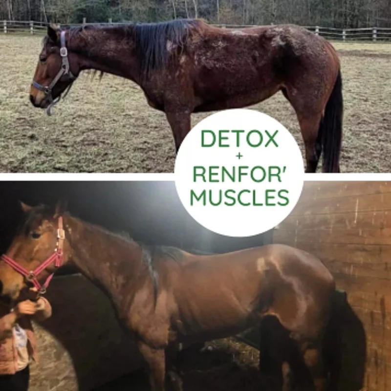Renfor'Muscles Cheval - Développement & Soutien Musculaire - Naturacheval 1 L