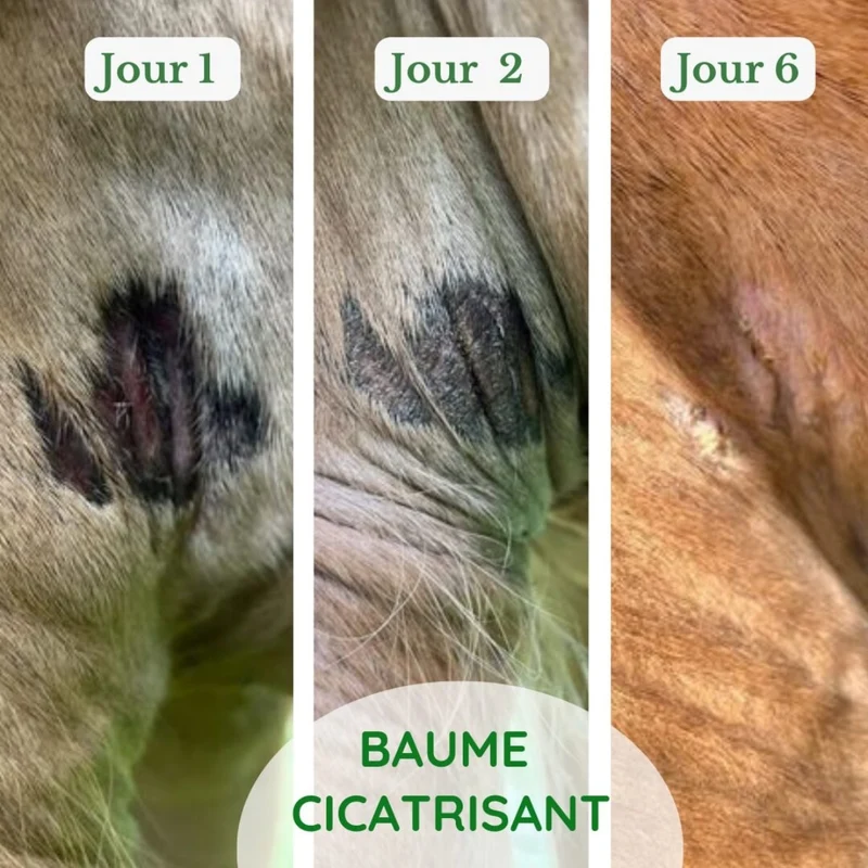 Baume cicatrisant - Accélère la cicatrisation & la repousse du poil - 500 g - Naturacheval