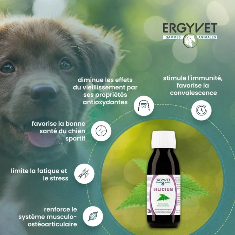 Silicium - Confort articulaire pour Chien et Chat - 100 ml - Ergyvet