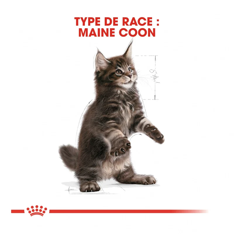 Royal Canin Maine Coon Kitten