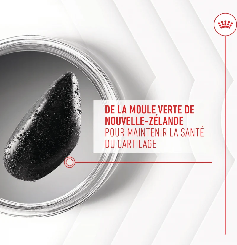 Aliment complémentaire Joint & Ageing Chews pour chien
