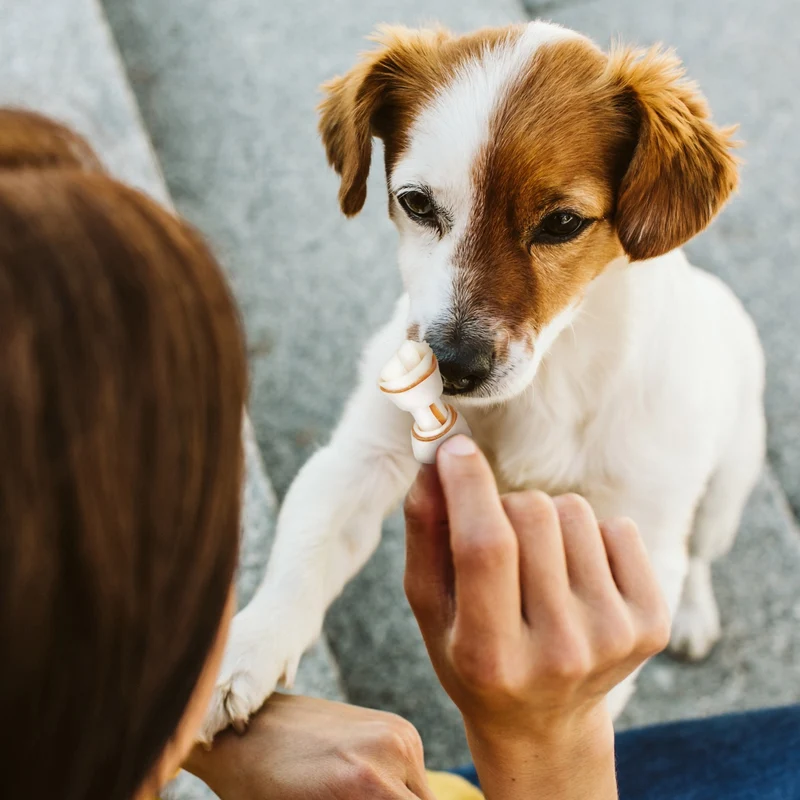 Os à mâcher Delights Pro, contre la plaque dentaire chien
