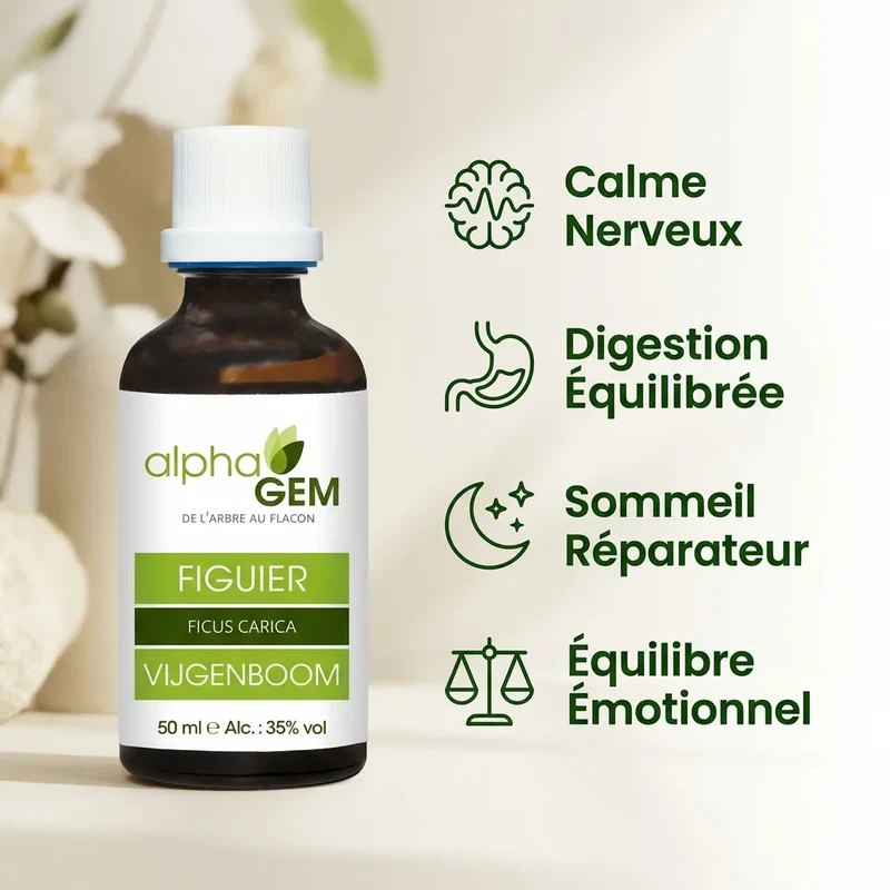Macérat de bourgeons de Figuier Bio (Ficus carica) - 50ml - Alphagem