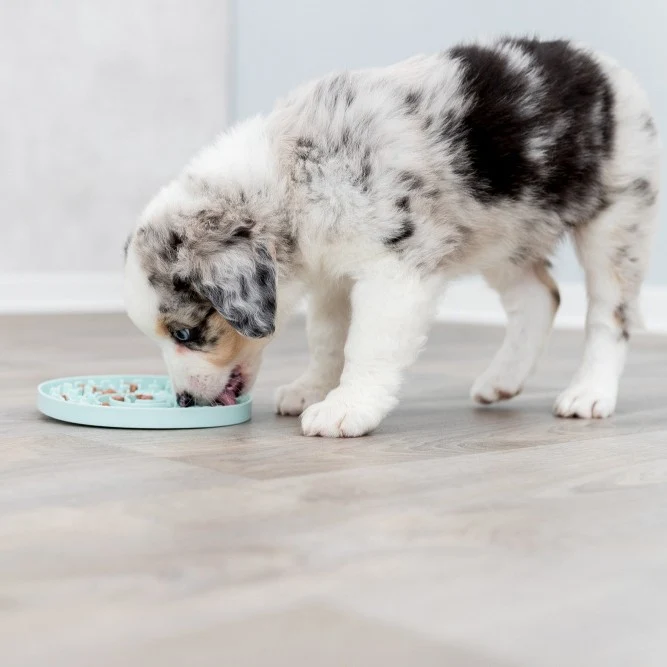 Assiette à lécher Lick'n'Snack chien