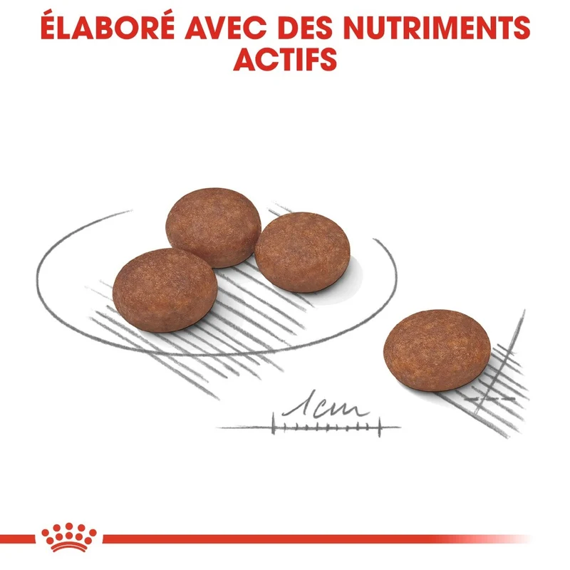 Royal Canin Mini Digestive Care - Croquettes pour chien