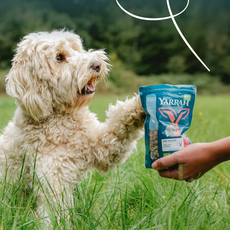 Yarrah mini snacks bio pour chien