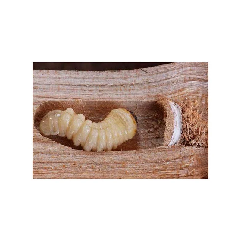 CORPOL Matacarcoma ver du bois, traitement des termites et des mites pour le bois