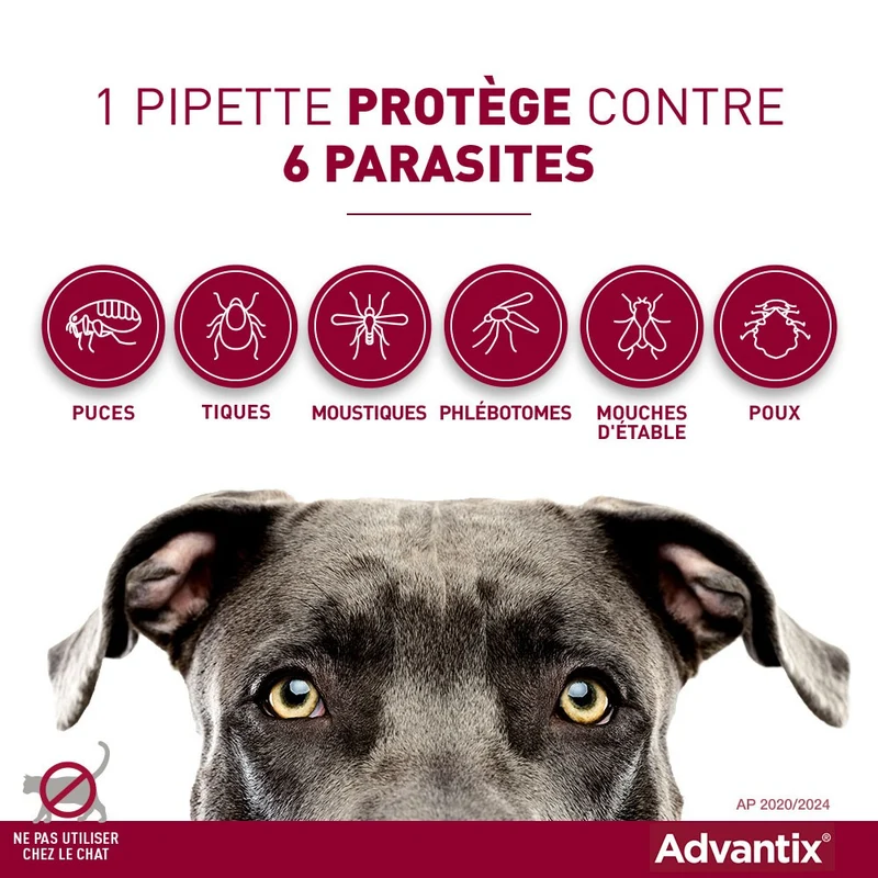 Pipettes Advantix chien