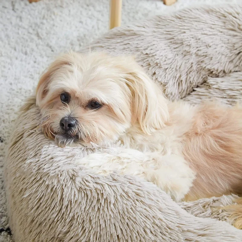 Coussin Apaisant Pour Chien