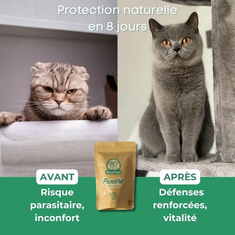 PuriVet - Défense Interne - Chat