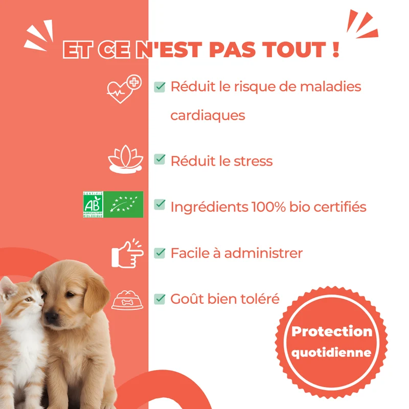 VitaliForme - Vitalité Active - chat