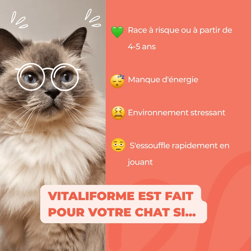 VitaliForme - Vitalité Active - chat