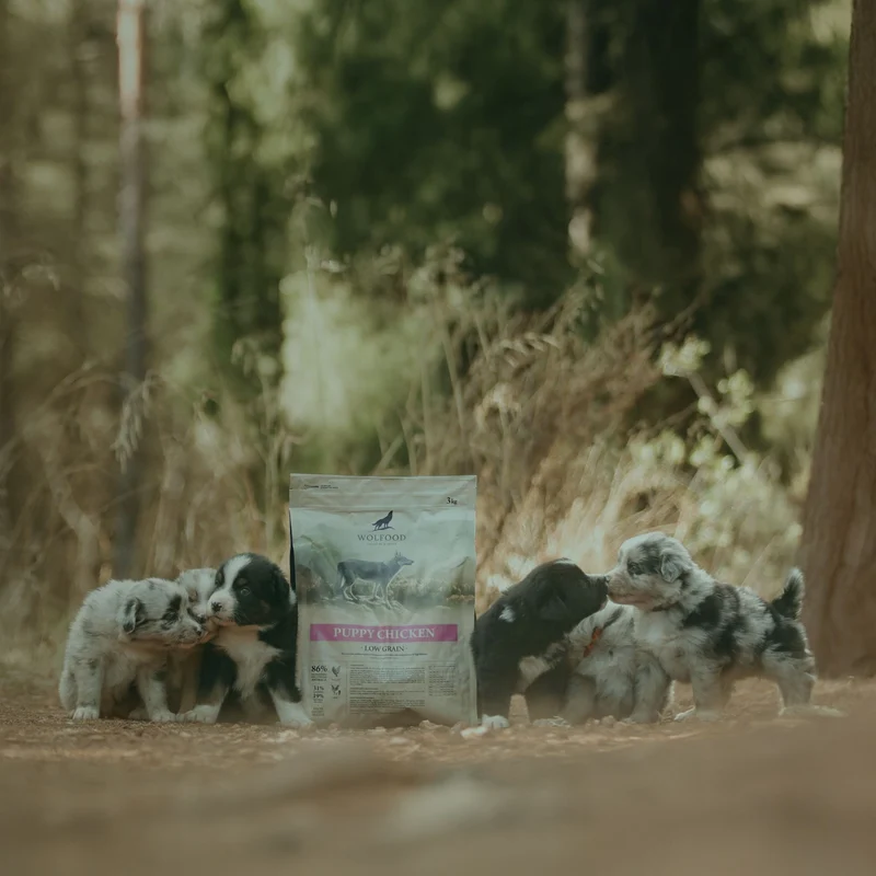 Kit Chiot Wolfood Puppy