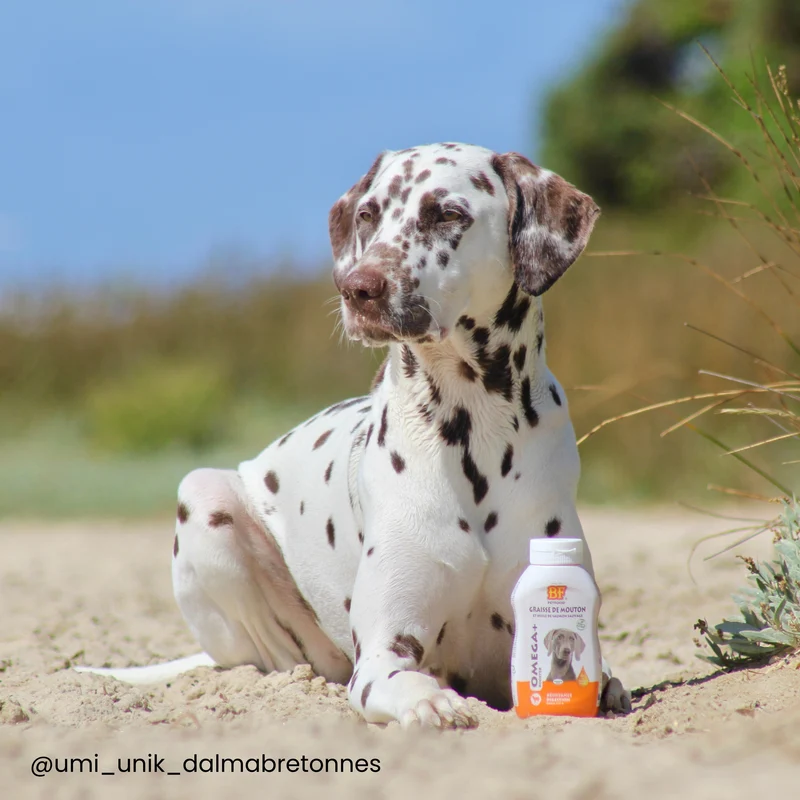 Complément digestion Omega Mix pour chien