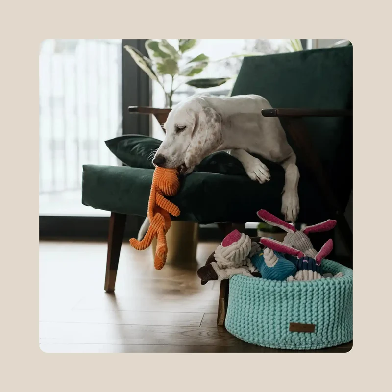 Jouet pour chien Pegase