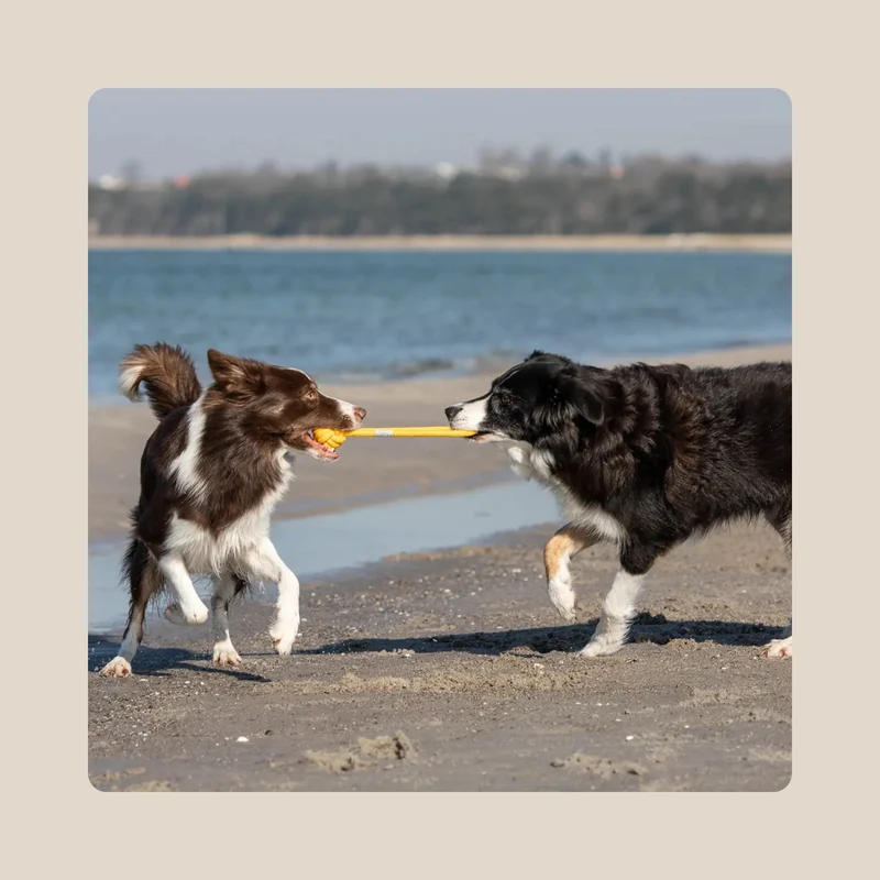 Corde pour chien