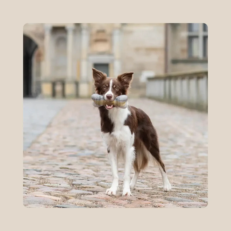 Doudou pour chien Os