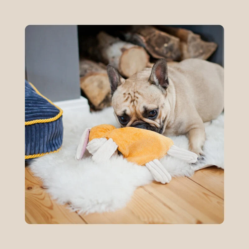 Jouet Peluche pour chien