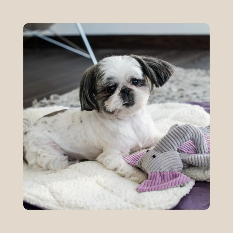 Jouet Peluche pour chien